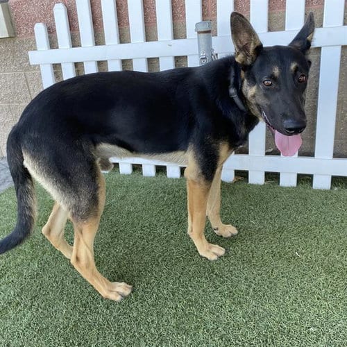 Photo of Jedi, adoptable German Shepherd Dog in Modesto, California