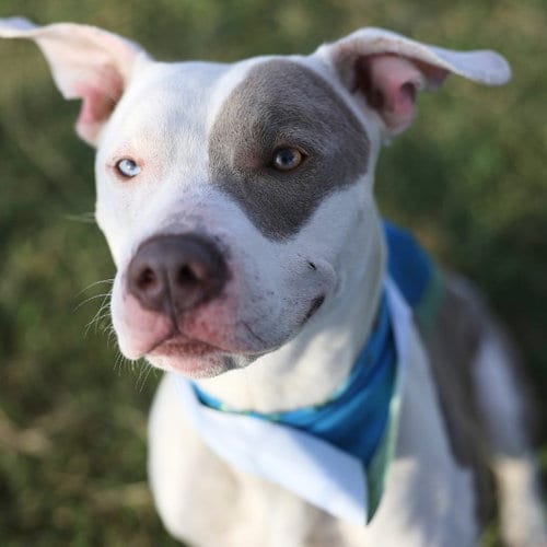 Photo of Remy, adoptable American Staffordshire Terrier in San Antonio, Texas