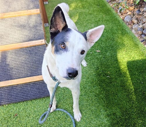 Photo of Spot, adoptable Australian Cattle Dog/Blue Heeler in San Jose, California
