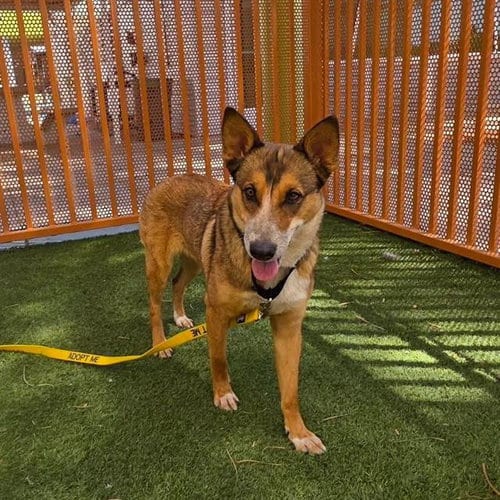 Photo of Grecia, adoptable German Shepherd Dog in Las Vegas, Nevada