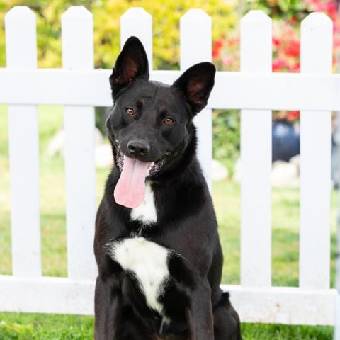 Photo of Ruby, adoptable German Shepherd Dog in Camarillo, California