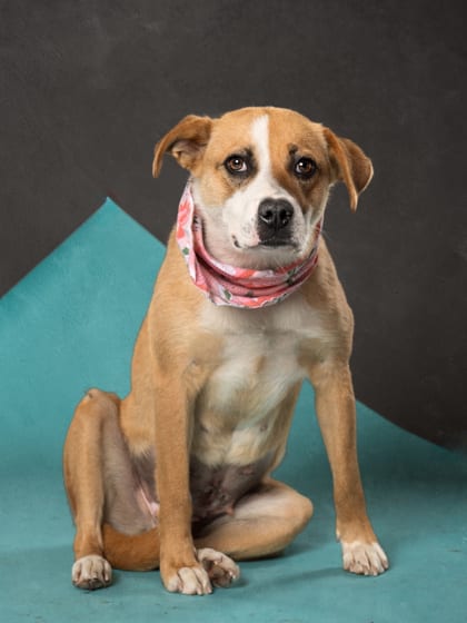 Photo of Brynn, adoptable dog in Atlanta, Georgia