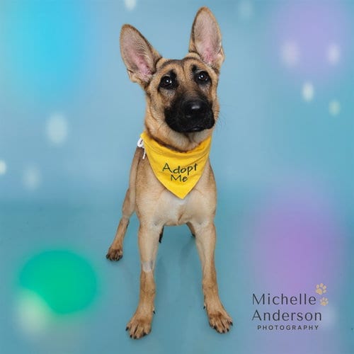 Photo of Trixie, adoptable German Shepherd Dog in Corona, California
