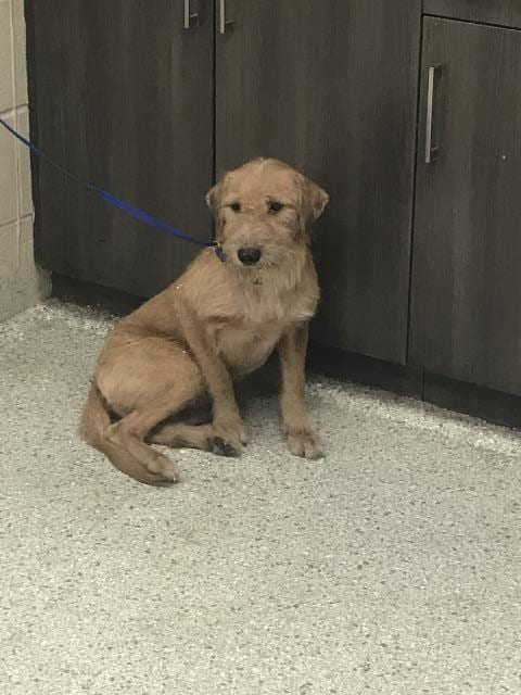 Photo of A433211, adoptable Cairn Terrier in Conroe, Texas
