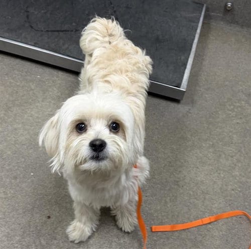 Photo of Salt, adoptable Maltese in HESPERIA, California