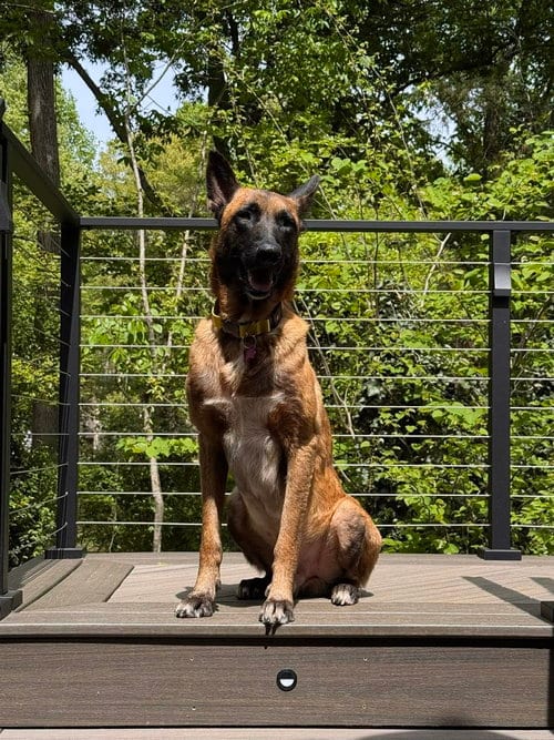 Photo of Lucian - Located in VA, adoptable Belgian Shepherd Malinois in Imlay City, Michigan