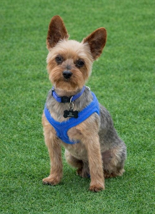 Photo of A Armani, adoptable Yorkshire Terrier Yorkie in Allentown,, Pennsylvania