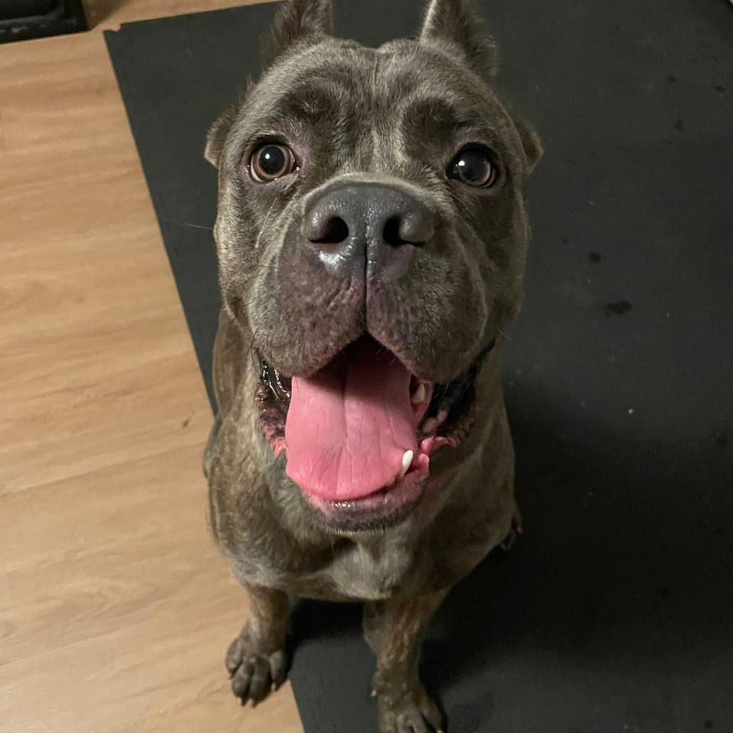 Photo of Stormi, adoptable Mastiff, Cane Corso in California, California