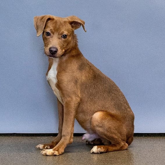 Photo of Goose, adoptable Mixed Breed (Medium) in Council Bluffs, Iowa
