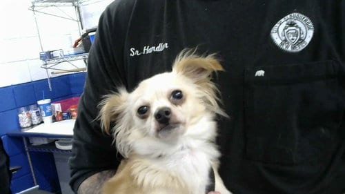 Photo of BB, adoptable Chihuahua in Albuquerque, New Mexico