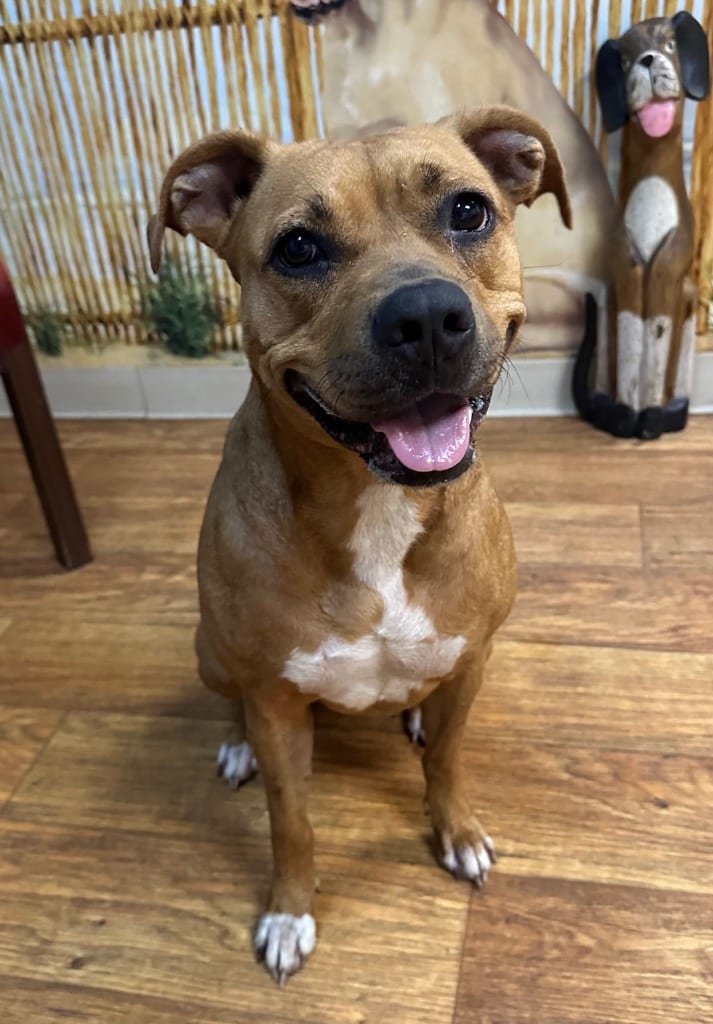 Photo of Roxie, adoptable Mixed Breed in Ocala, Florida