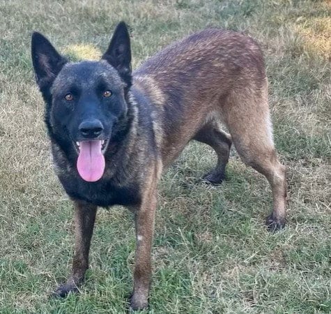 Photo of Skylar, adoptable Belgian Shepherd Malinois in Riverside, California