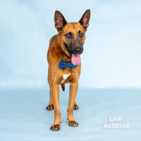 Photo of Link, adoptable German Shepherd Dog in Conroe, Texas