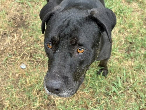 Photo of Lily, adoptable Pit Bull Terrier in Tulsa, Oklahoma