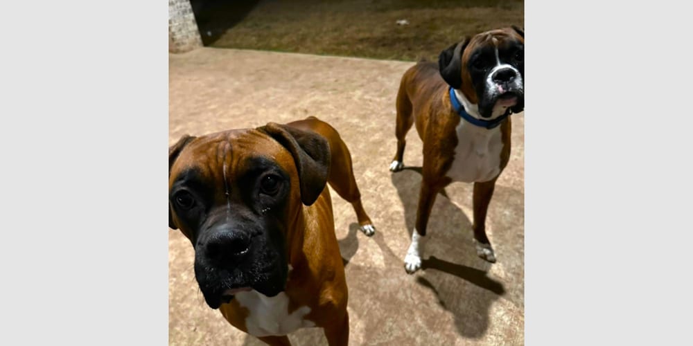 Photo of Duke XII, adoptable Boxer in Austin, Texas