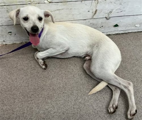 Photo of Roo, adoptable Chihuahua in San Bernardino, California