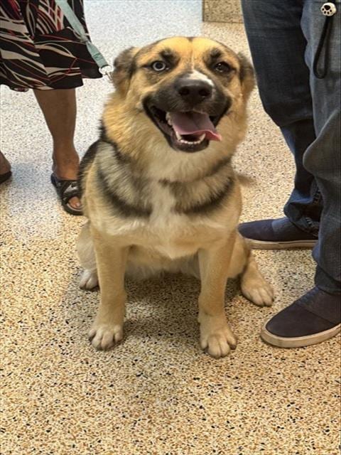 Photo of Meekah, adoptable Siberian Husky in Miami, Florida