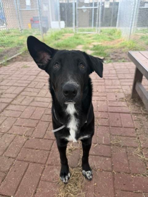 Photo of Lapis, adoptable Border Collie in Houston, Texas