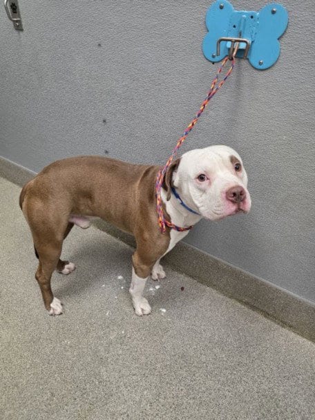 Photo of Hank, adoptable Pit Bull Terrier in Las Vegas, Nevada