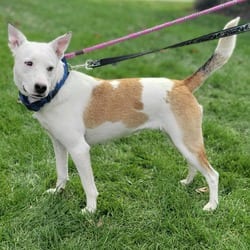 Photo of Melody, adoptable Mixed Breed (Medium) in Frederick, Maryland