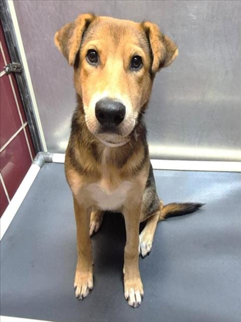 Photo of Tia, adoptable German Shepherd Dog in Houston, Texas