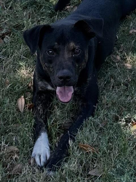 Photo of Nibblet, adoptable Pit Bull Terrier in Texas City, Texas
