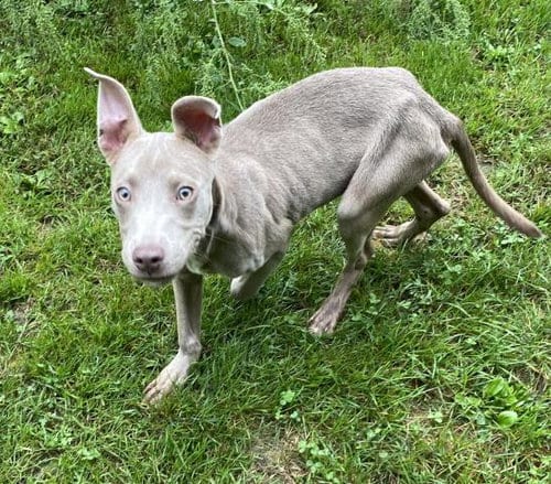 Photo of Santana, adoptable Pit Bull Terrier in Clinton Township, Michigan