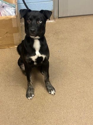 Photo of Bang, adoptable dog in Chamblee, Georgia