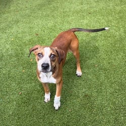 Photo of Nancy 1981, adoptable Mixed Breed (Medium) in Loxahatchee, Florida