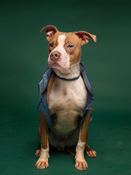 Photo of Nibbles, adoptable dog in Atlanta, Georgia