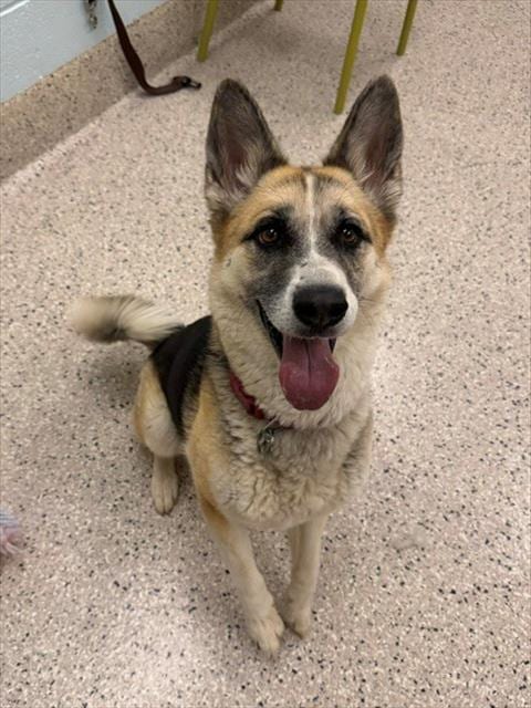 Photo of Tully, adoptable German Shepherd Dog in Brighton, Colorado