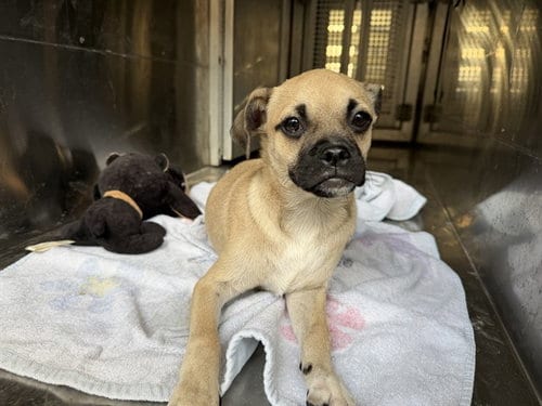 Photo of Duck, adoptable Pug in Garland, Texas