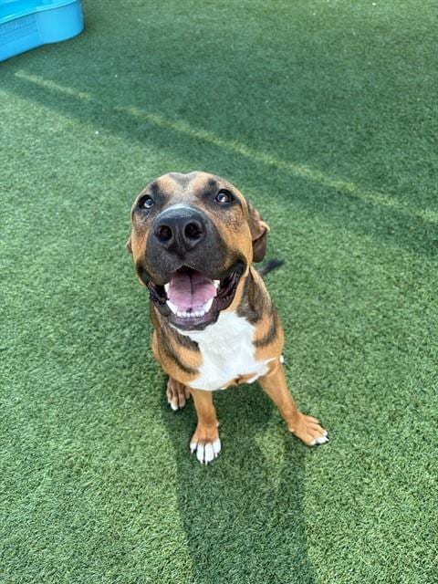 Photo of Titan, adoptable Mixed Breed
