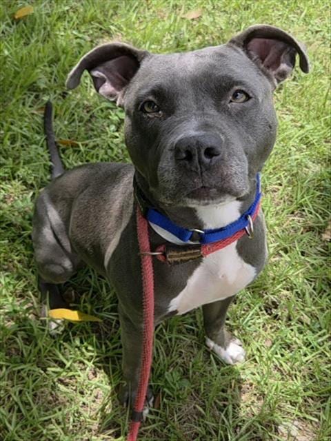 Photo of Stary, adoptable Pit Bull Terrier in Fort Lauderdale, Florida