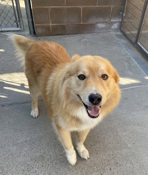 Photo of Julius, adoptable Chow Chow in Jackson, California
