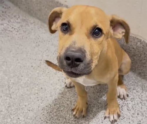 Photo of A662025, adoptable Black Mouth Cur in Houston, Texas