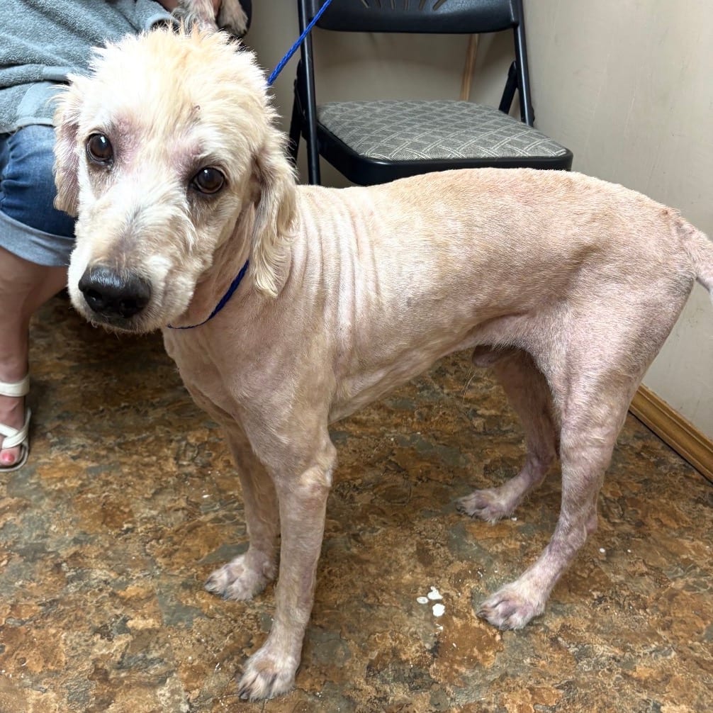 Photo of Grant, adoptable Poodle, Standard / Retriever, Labrador in Normal, Illinois