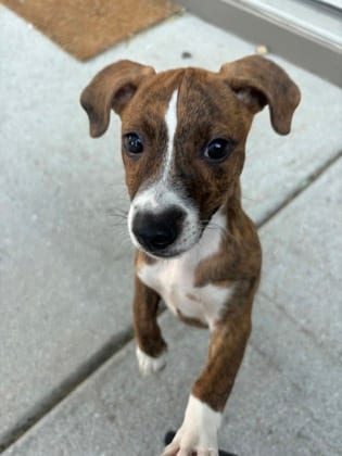 Photo of Coba, adoptable dog in Atlanta, Georgia