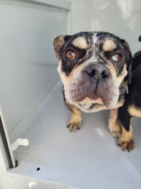 Photo of Thelma, adoptable French Bulldog in San Pedro, California