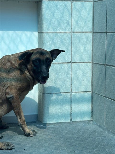 Photo of Bobbi Dinero, adoptable German Shepherd Dog in Corpus Christi, Texas