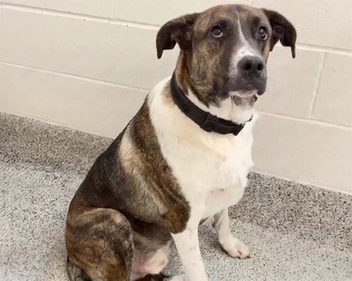 Photo of Nox, adoptable Staffordshire Bull Terrier in Houston, Texas