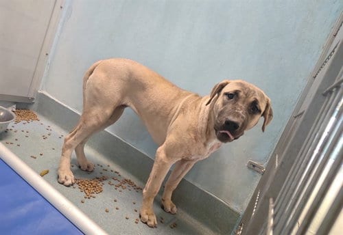 Photo of Kika, adoptable Mastiff in Baldwin Park, California