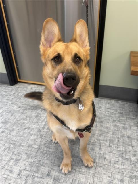 Photo of Shaggy, adoptable German Shepherd Dog in Fort Collins, Colorado