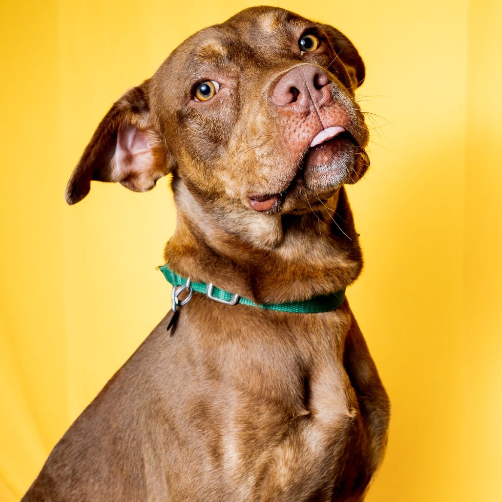 Photo of Boudreaux, adoptable Mixed Breed (Medium) in Brookfield, Wisconsin