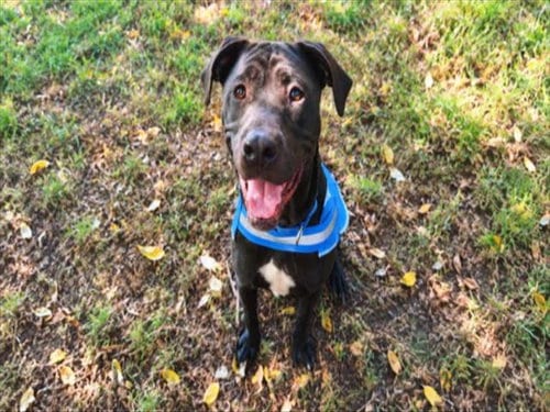 Photo of Tito, adoptable Pit Bull Terrier in Van Nuys, California