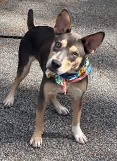 Photo of Delta, adoptable Australian Kelpie in Shillington, Pennsylvania