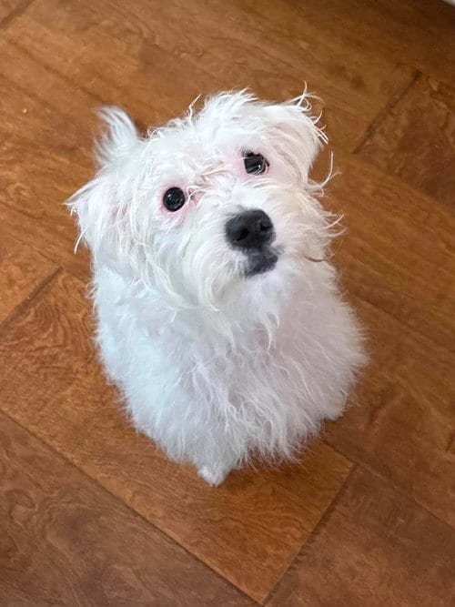 Photo of Rumi, adoptable Poodle (Toy) in Menifee, California