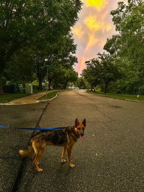 Photo of Odin Dixon, adoptable German Shepherd Dog in Rockaway, New Jersey