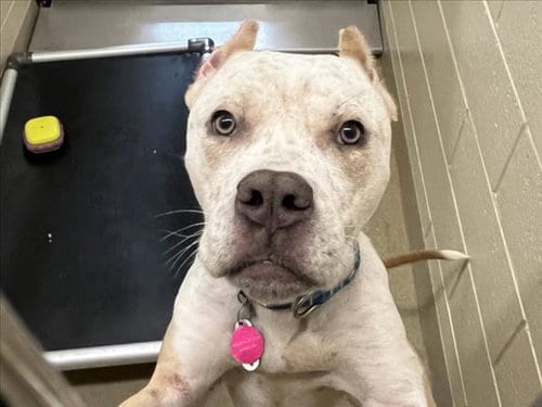Photo of Speckle, adoptable Pit Bull Terrier in Chapel Hill, North Carolina