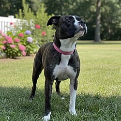 Photo of BeBe, adoptable American Pit Bull Terrier in Pittsfield, Illinois